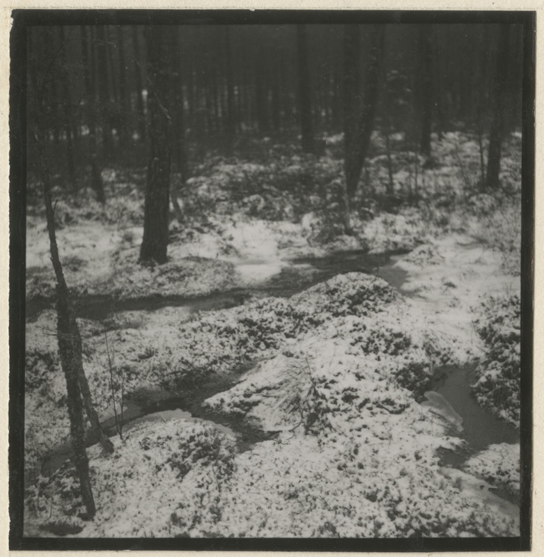 Lumine metsaalune