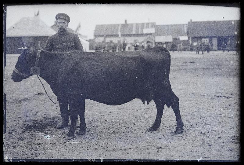 Viljandi Eesti Põllumeeste Seltsi näitus. Lehm (171) omanikuga, (negatiiv ilmutatud 27.09.1925).