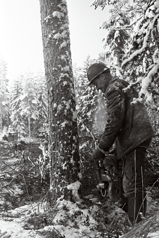 Pärnu Metsakombinaadi tööline Arseni Talvik puud langetamas.