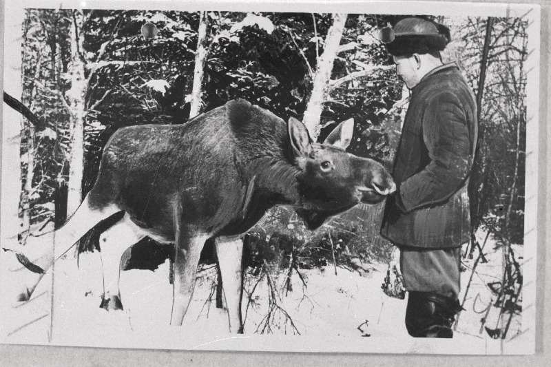 Hiiumaale viidud põdravasikas Jürka koos Tubala metskonna metsaülema K. Mäesaluga.