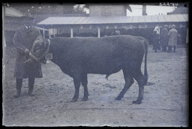 Viljandi Eesti Põllumeeste Seltsi näitus. Veis (140) omanikuga, (negatiiv ilmutatud 27.09.1925).