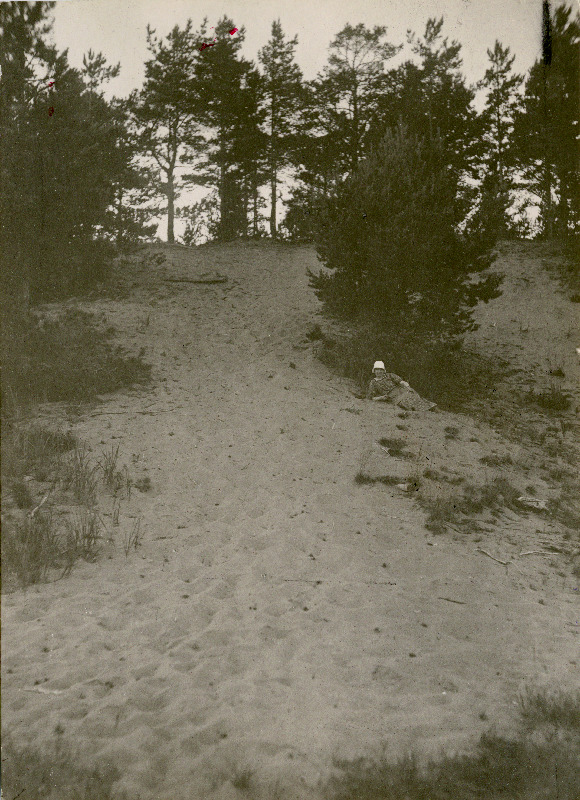 Tuiskliiva kinnistamiseks istutatud männimets Häädemeeste rannas.