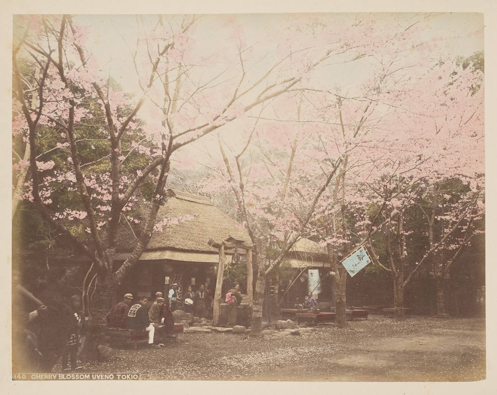 Cherry Blossom, Uyeno, Tokio