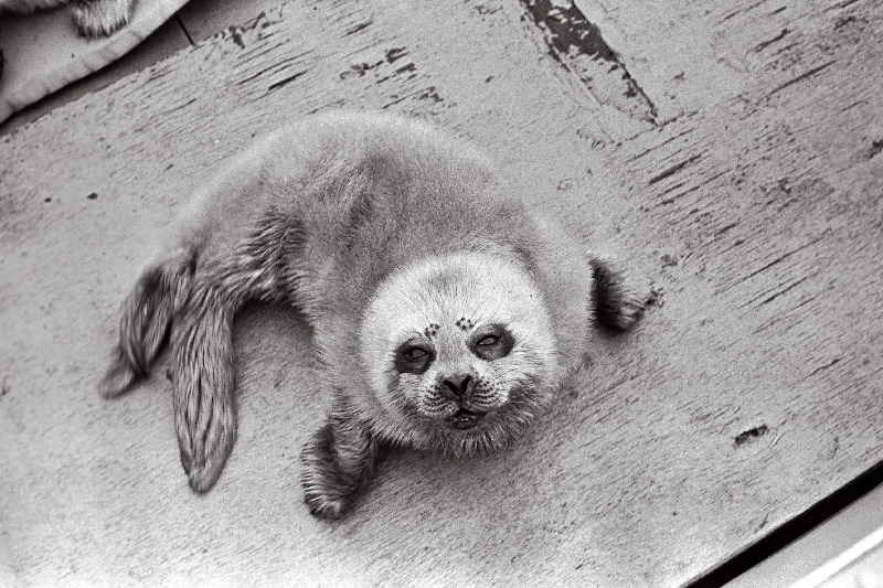 Hülgepoegade päästmine.