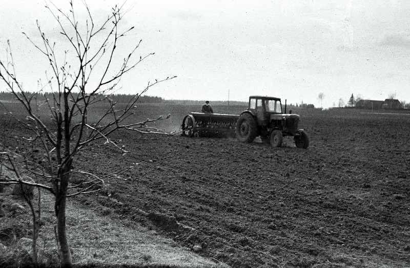 Hernekülv Kambja sovhoosis.