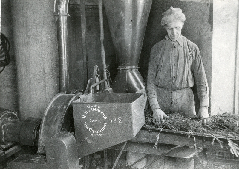 Kuuseokste hekseldamine loomadele lisasöödaks Sõmeraplu sovhoosis.