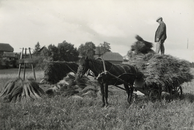Linavedu Pursa talus. Arula asundus.