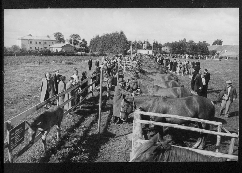 Tori Hobusekasvanduse 100. aastapäeva tähistamiseks avatud tori tõugu hobuste näitus.