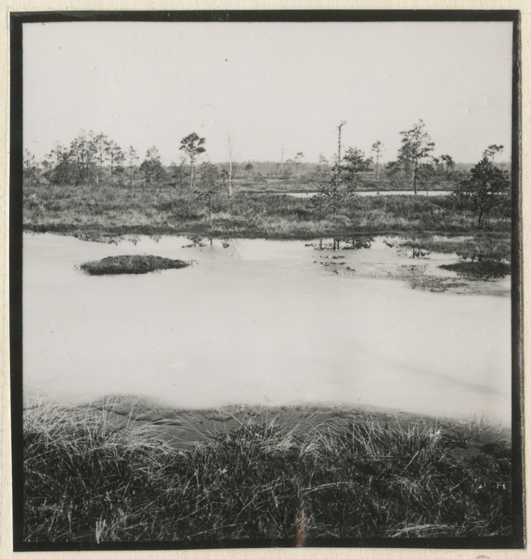 Sood ja rabad Kivinõmme metskonnas Jõhvi lähistel