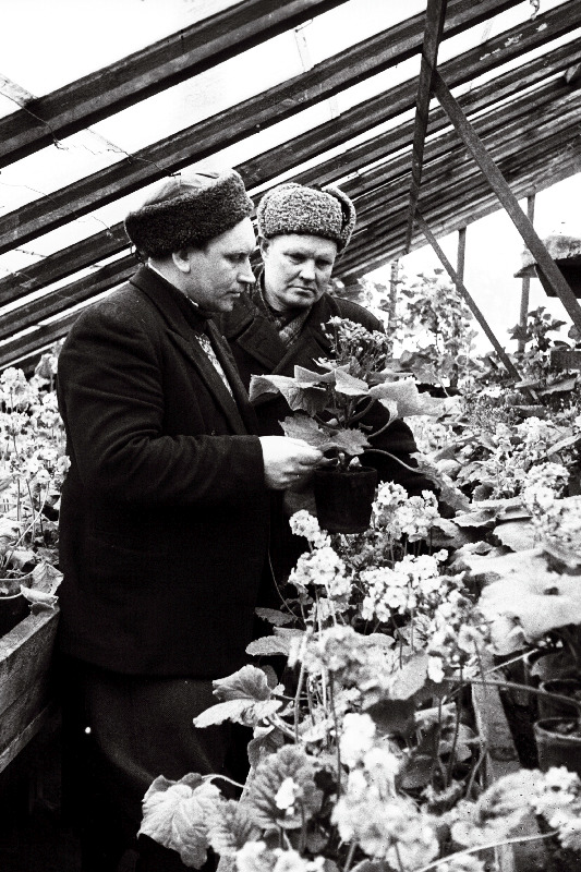 Haapsalu Rajooni Tarbijate Kooperatiivide Liidu aednik E. Ilumäe linna heakorrakontori aednik A. Kindlaga aias.