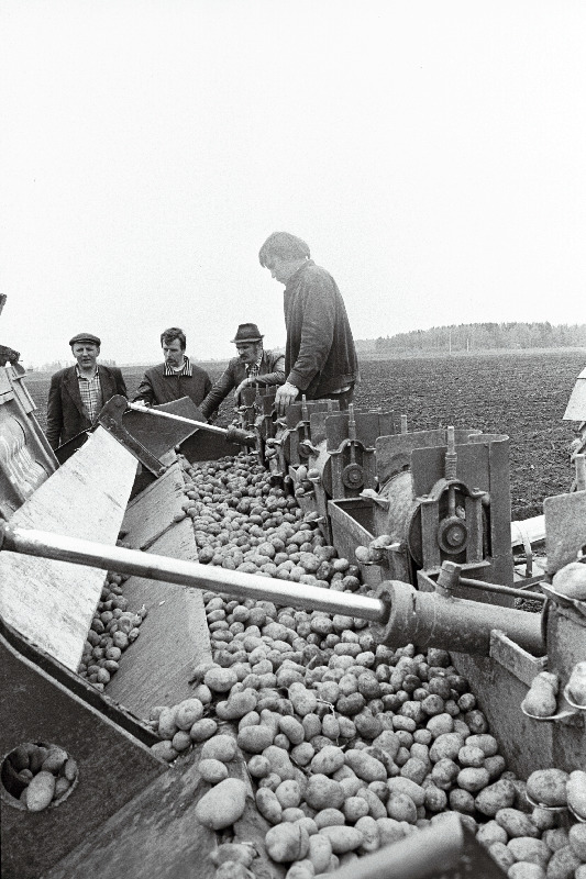 Tartu rajooni Luunja sovhoosi traktorist Haljand Tuha, sovhoosi peaagronoom Peeter Oss, Tartu Agrotööstuskoondise agronoom Margus Mandel ja sovhoosi agronoom Aado Antsov kartuli mahapanemise masina juures.