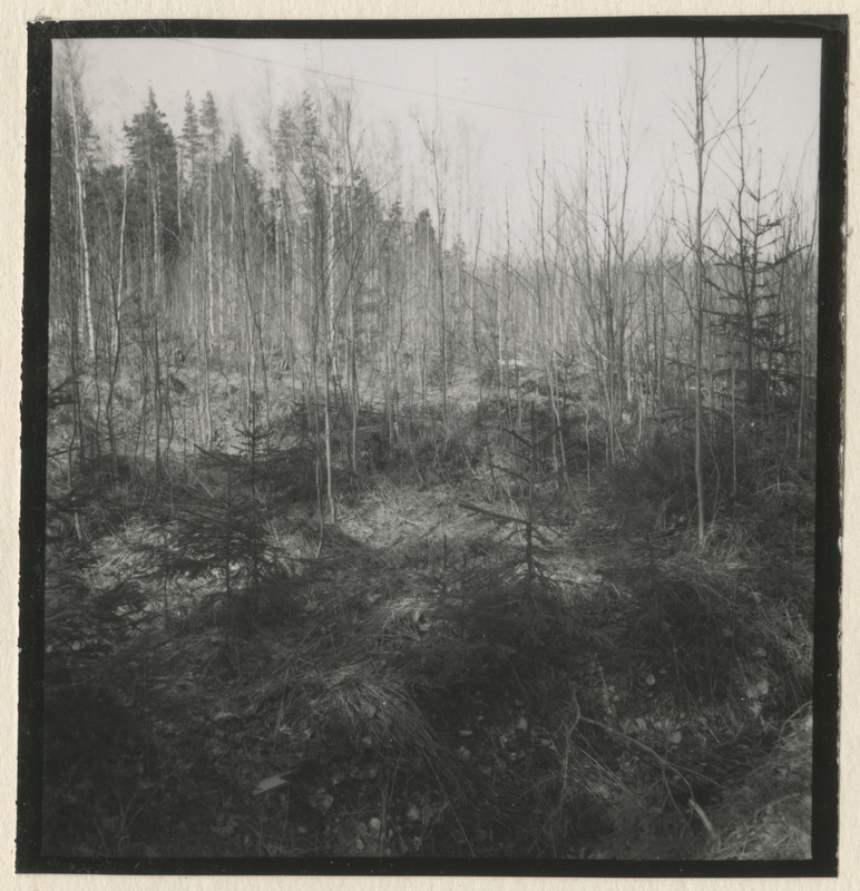 Metsateed ja raielangid metsistul