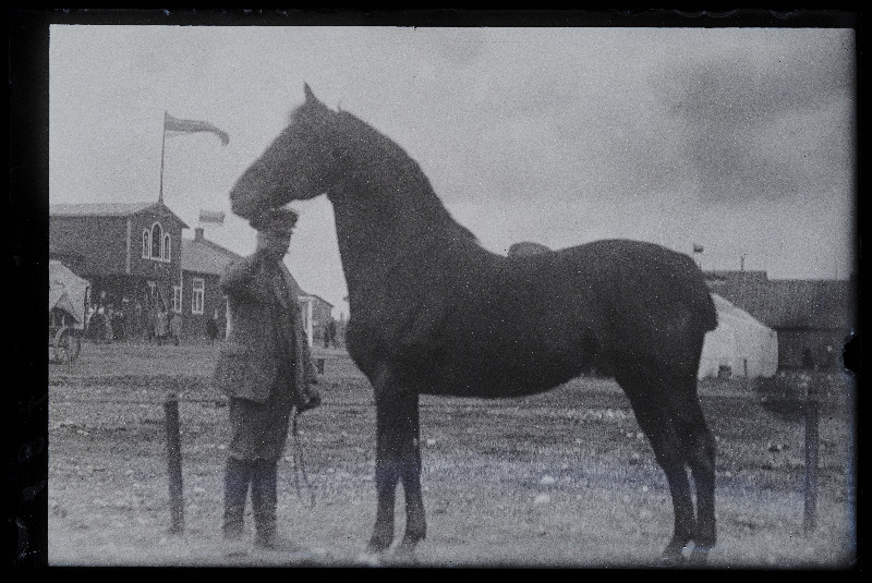 Viljandi Eesti Põllumeeste Seltsi näitus. Hobune, (negatiiv ilmutatud 27.10.1924).