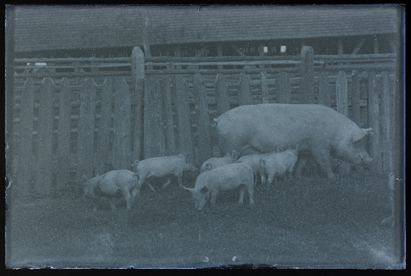 Emis põrsastega väliaedikus, [foto tellija Röand?].
