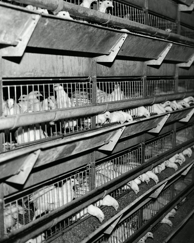 Tallinna Linnuvabriku puuritsehh.