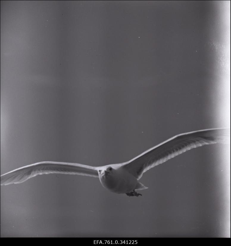 Stuudio "Tallinnfilm" muusikaline lastefilm "Nukitsamees" filmivõtted. Stseen filmist.