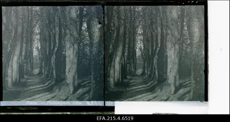 Vaade Mõttetarga puiesteele Viljandis.