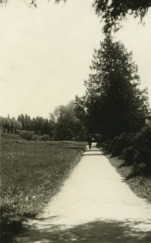 Elupuu Raadi mõisa pargis.