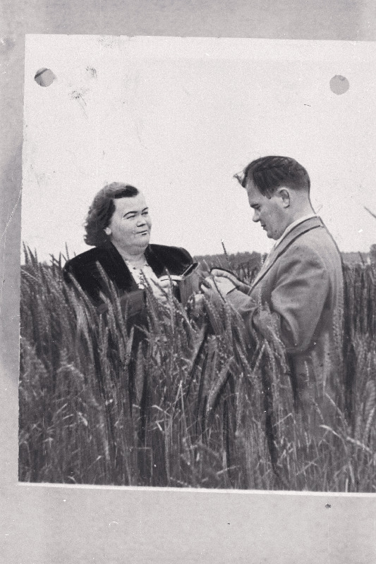 Läti NSV Cesise rajooni Darba Karogs kolhoosi esimees Niina Namavia Anija Edasi kolhoosi esimehe, sotsialistliku töö kangelase Artur Sarapiga Anija Edasi kolhoosi nisupõllul.