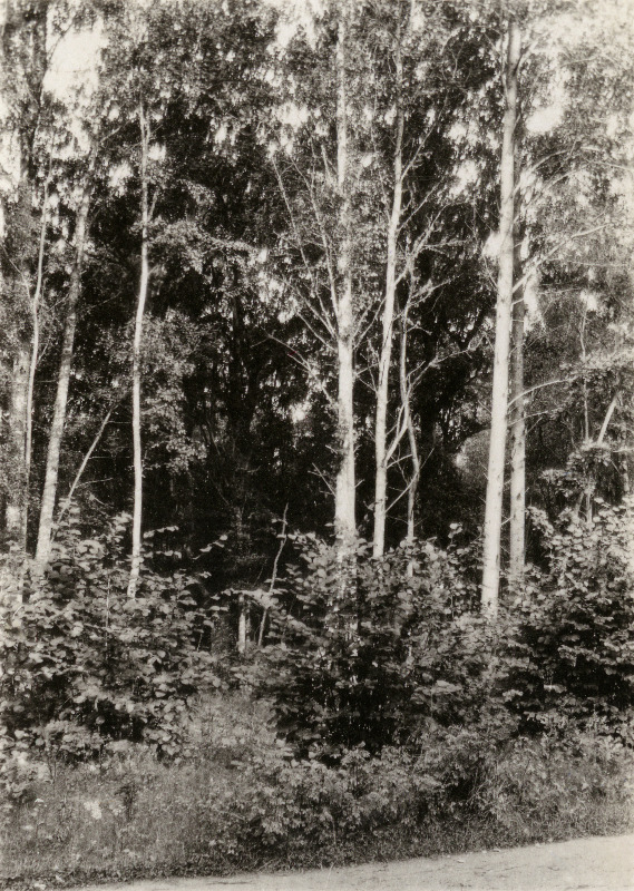 Lussu vahtkonna kruusasel pinnal kasvav segamets koos sarapuu alusmetsaga.