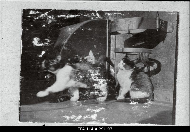 Mereväe I aastapäeva 21.dets.1919.a. puhul kingitud album. Vambola, Lembitu, Lennuk, väiksemad laevad, nende meeskonnad.