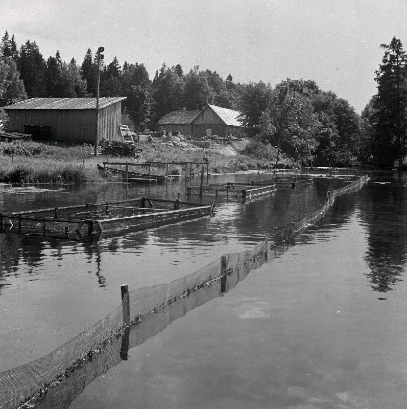 Põlula kalamajandi kalatiigid.