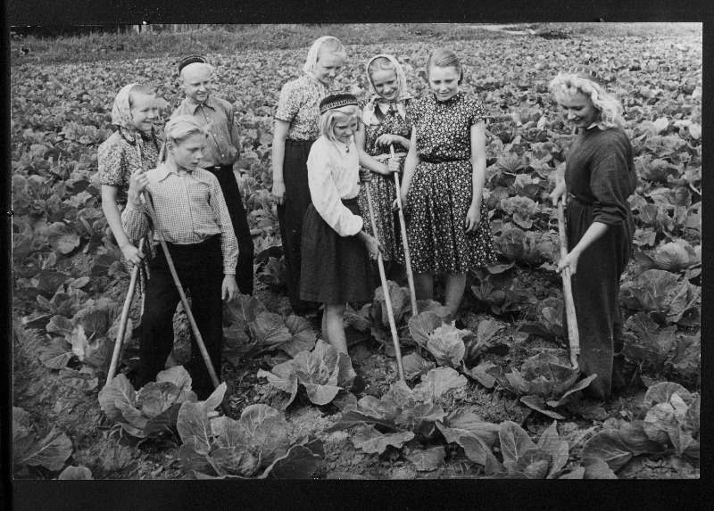 Õpetaja Silvia Lille õpilastega Edasi Kommunismile ühismajandi aiandi varajaste kapsaste põllul kõplamas.