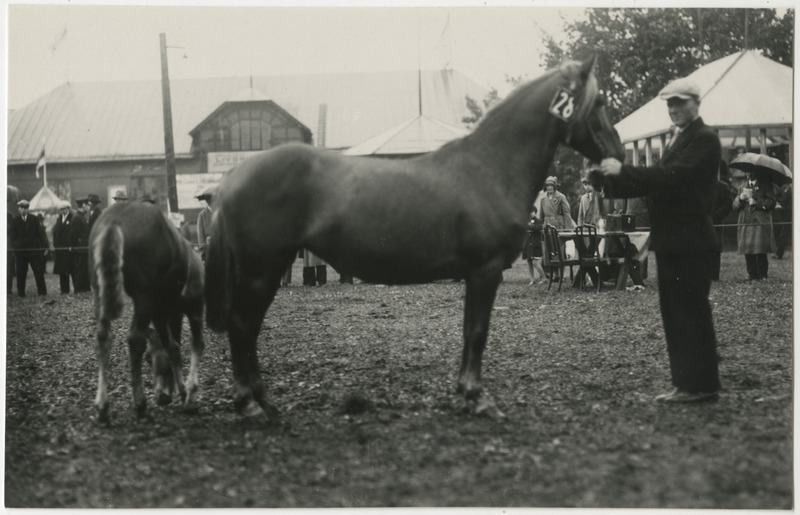 Hobune nr 28 ja varss Tartus näitusel
