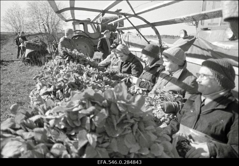 Kevadtööd Ääsmäe sovhoosis