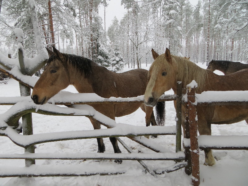 Mustjõe Kõrtsitalu. Välisvaade.