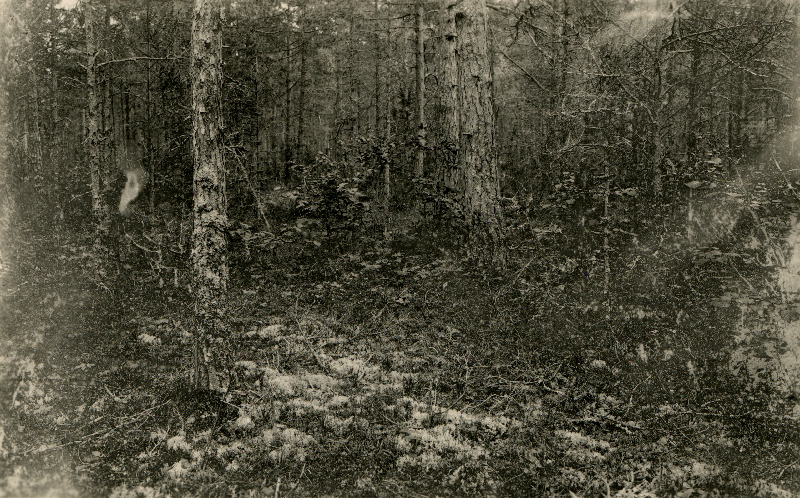 Rühamännik Pullapää klindi lähedal.