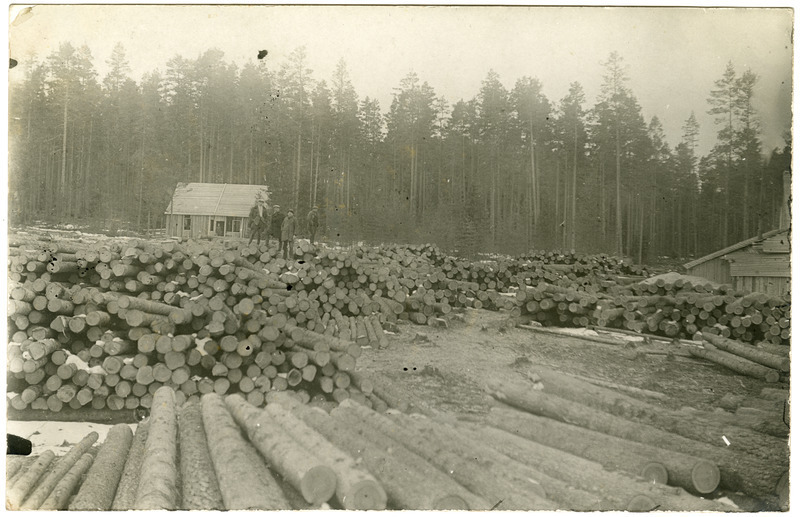 Palgiladu Koljaku metsas