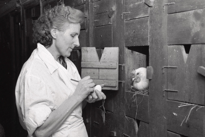 Kurtna Linnukasvatuse Katsejaama linnutalitaja Anette Randlepp - NSV Liidu Rahvamajanduse Saavutuste Näituse medali omanik.