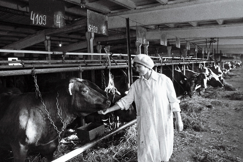 Tartu näidissovhoosi lüpsja Milvi Juuriste oma hoolealustega.
