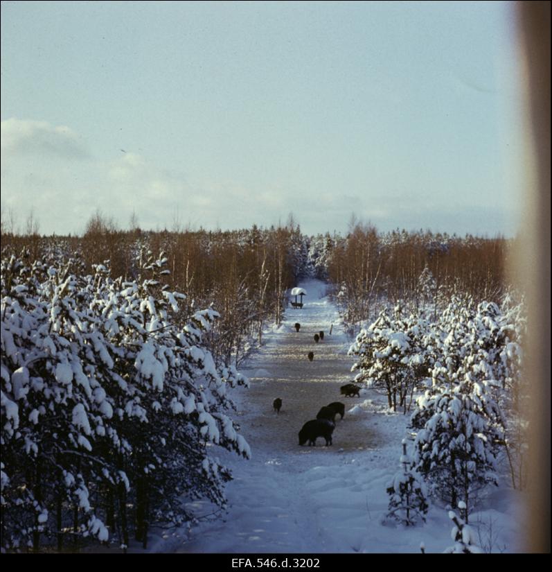 Metssead talvisel metsasihil.