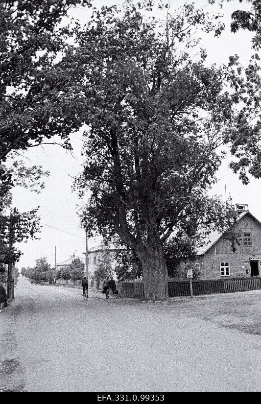 Looduskaitse alla võetud vana paju Rakke asula keskel.