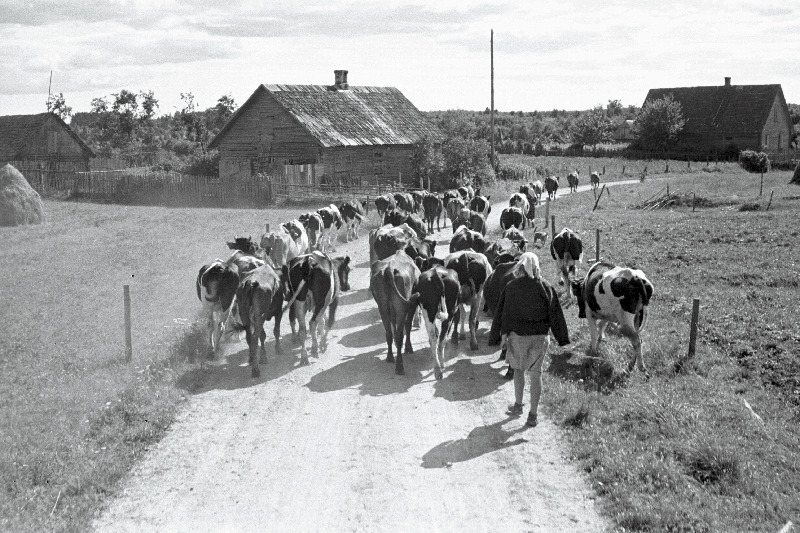 Piistaoja loomakasvatuse katsejaama piimakari teel karjalauta.