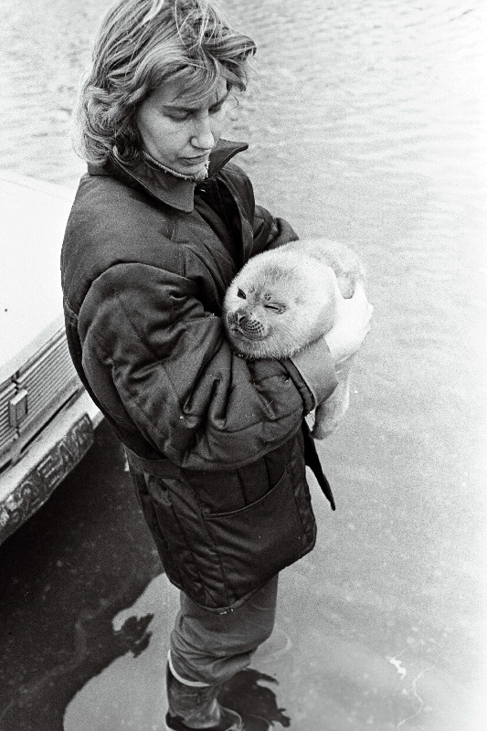 Hülgepoegade päästmine.