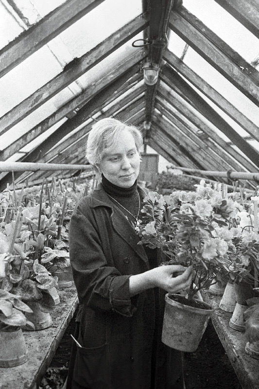 Tallinna Haljasalade Trusti Narva maantee aiandi meister Maie Vahe kasvuhoones.