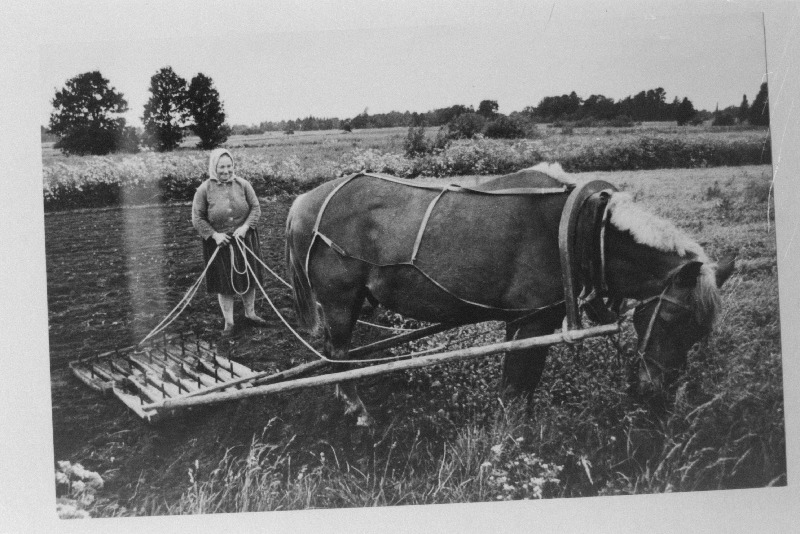 Põllutööd Kihnu saarel.