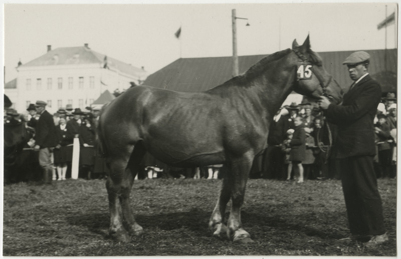 Hobune nr 45 Tartus näitusel koos hooldajaga