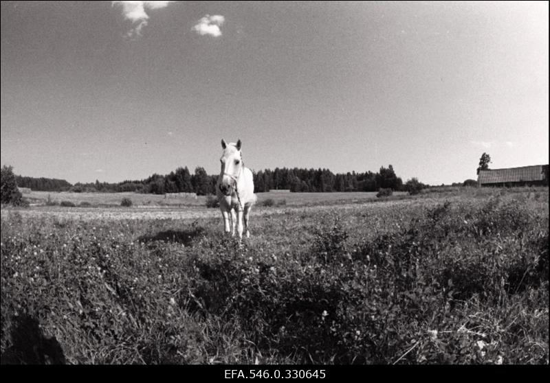 Lõuna-Eesti talupidamine. Matkamine.