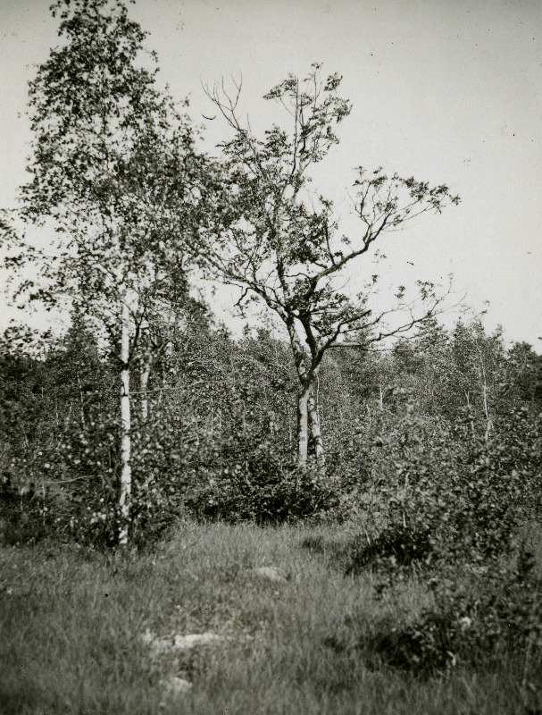 Puisniit Viidumäe läänejalamil.