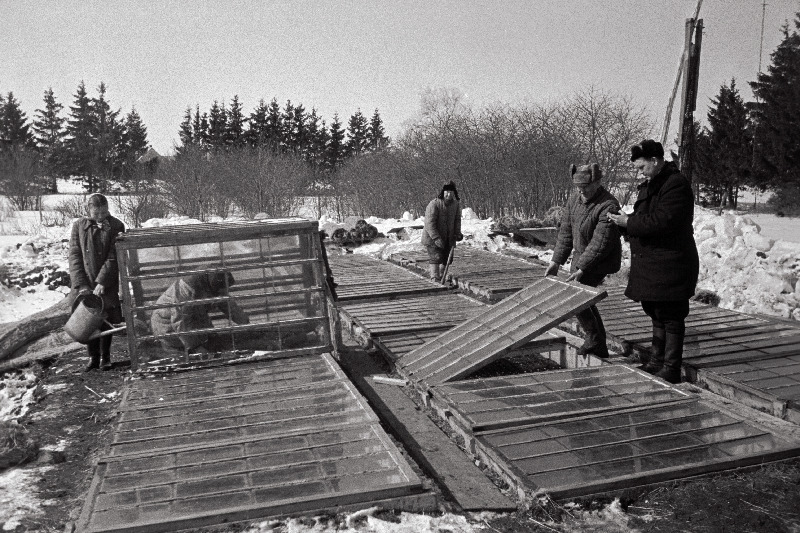 Harju rajooni riiklik sordiaretuse katselava Tuleviku kolhoosis. Taimede istutamine toitekuubikutesse.