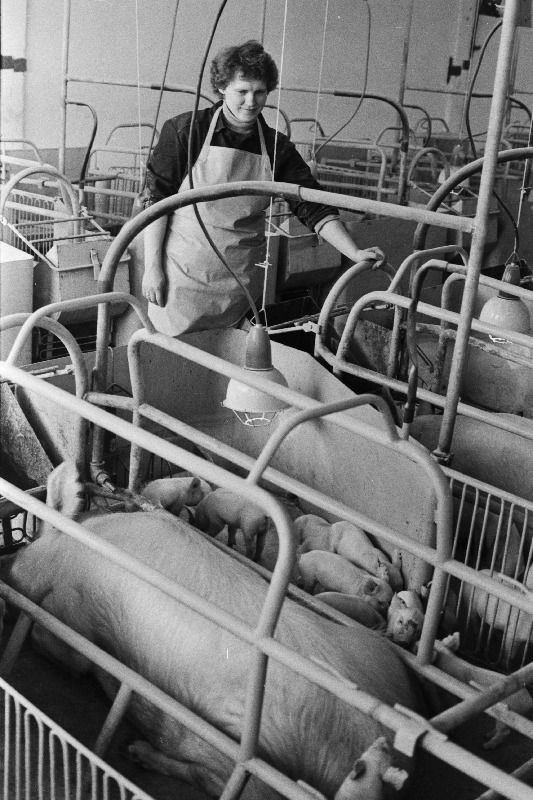 Põlva majanditevahelise sealiha tootmise kombinaadi seatalitaja-operaator Elna Sikamägi oma hoolealustega.