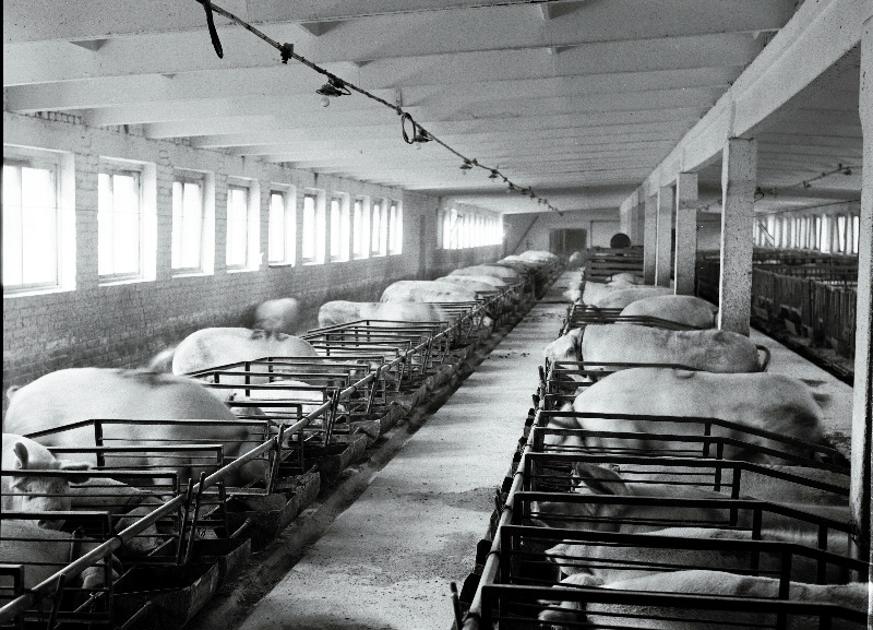 Simuna sovhoosi sigala sisevaade.