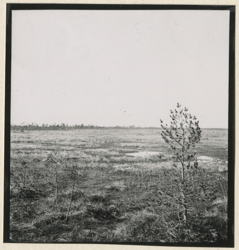 Poruni märgalad Puhatu soostikus
