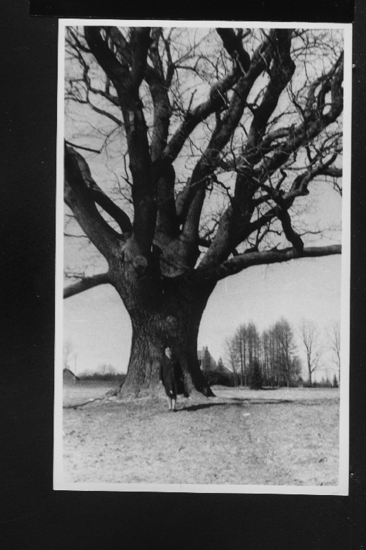 Pühajärve sõjatamm.