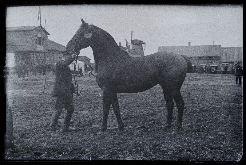 Auhinnatud hobune Viljandi Eesti Põllumeeste Seltsi näitusel, (negatiiv ilmutatud 17.04.1924).