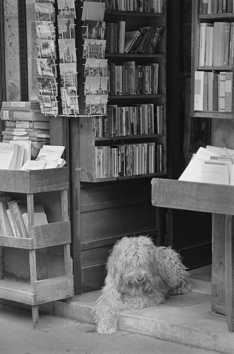People and dogs in Paris, France, in autumn 1982.; Ihmisiä ja koiria Pariisissa syksyllä 1982.